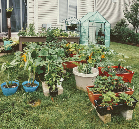 Growing Your Roots: The Real Talk on Starting Your Garden