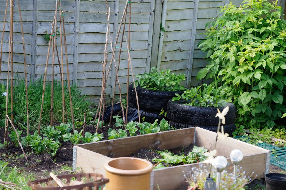 Sunny garden landscape with abundant sunlight