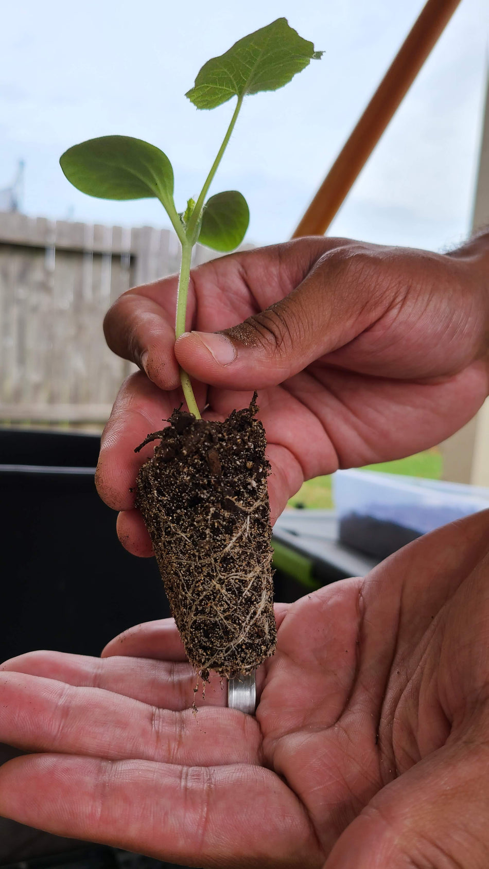 Lettuce/ Greens Seeds image