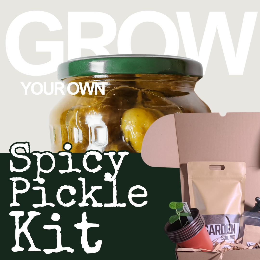 Grow Your Own Spicy Pickle Kit