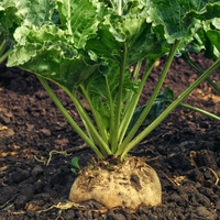 Sugar Beet Seeds