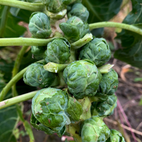 Brussels Sprouts Seeds