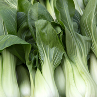 Pak Choi Cabbage Seeds