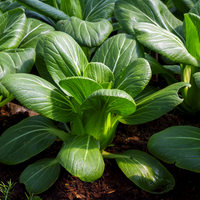 Pak Choi Cabbage Seeds