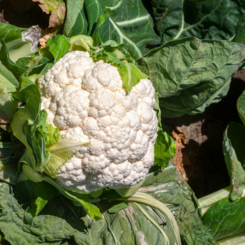 Cauliflower Seeds