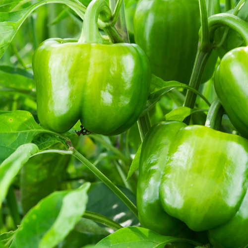 Pepper Seeds