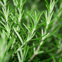 Rosemary - Hasty Roots