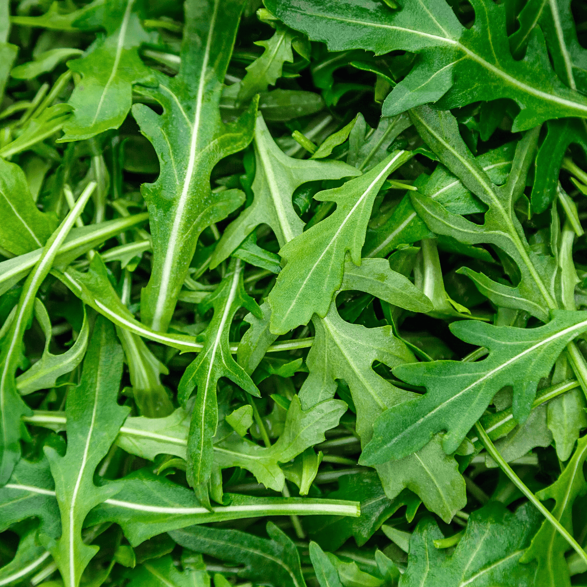 Arugula-Astro - Hasty Roots