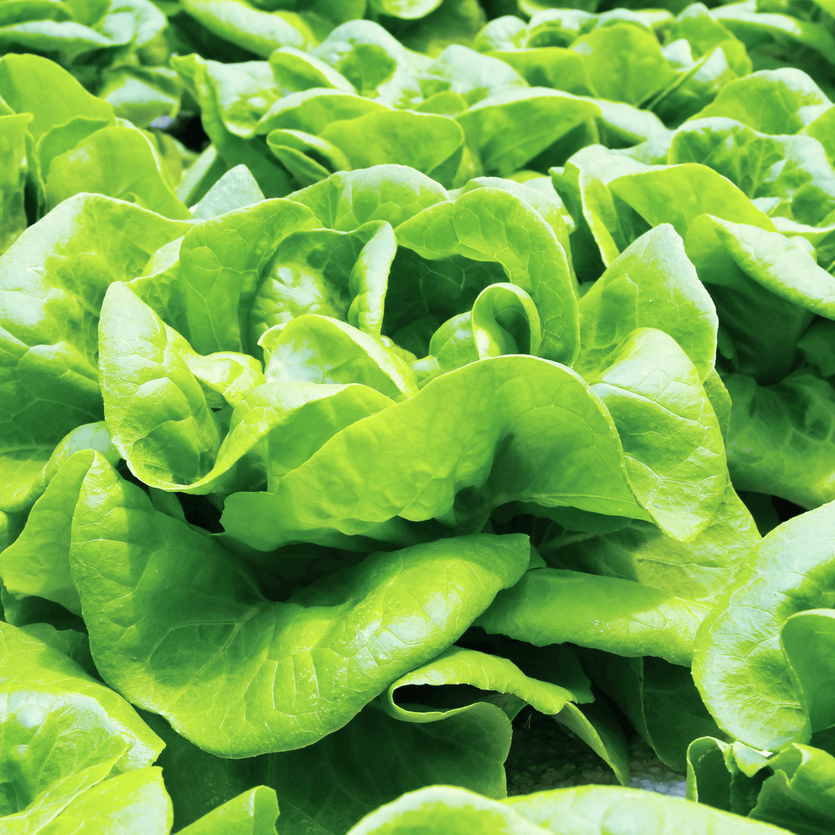 Butter Head-Lettuce Harmony - Hasty Roots