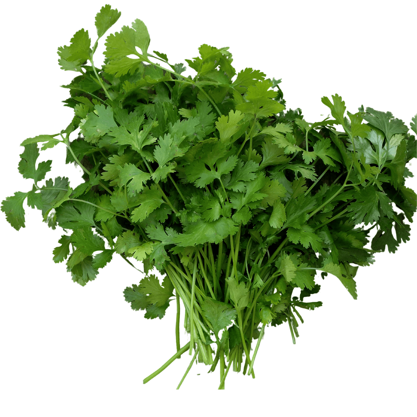 Cilantro-Santo - Hasty Roots