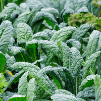 Kale-Black Magic - Hasty Roots