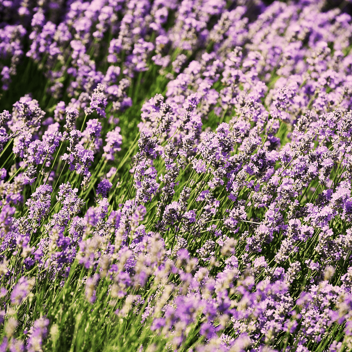 Lavender-English - Hasty Roots