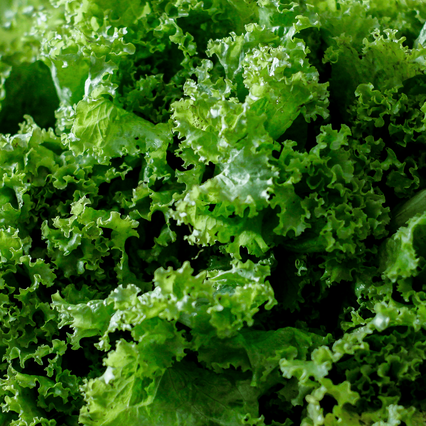 Mustard Greens-Southern Giant Curled - Hasty Roots