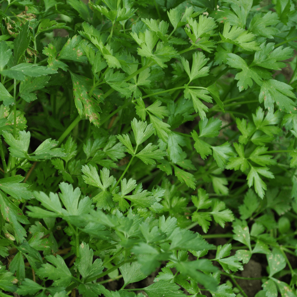 Parsley-Forest Green - Hasty Roots