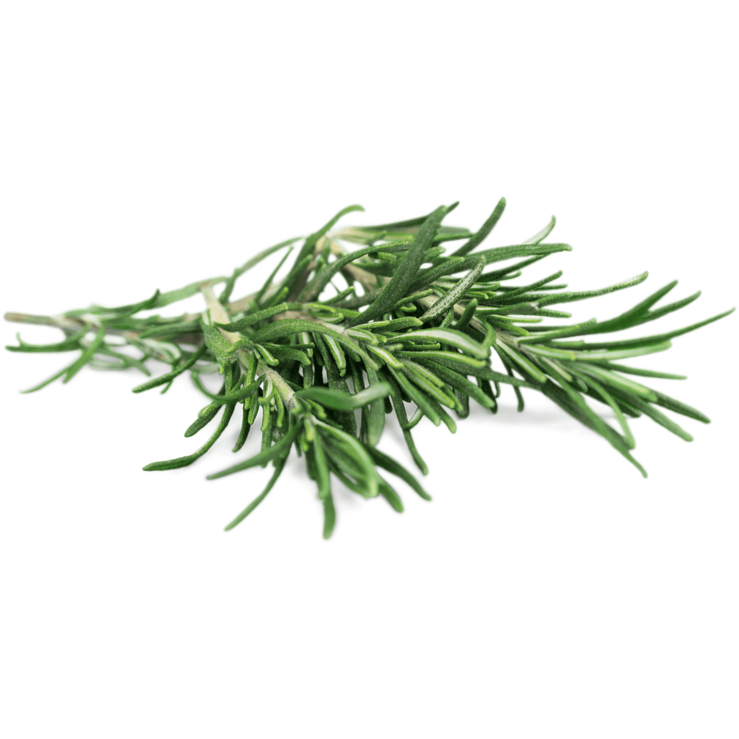 Rosemary - Hasty Roots