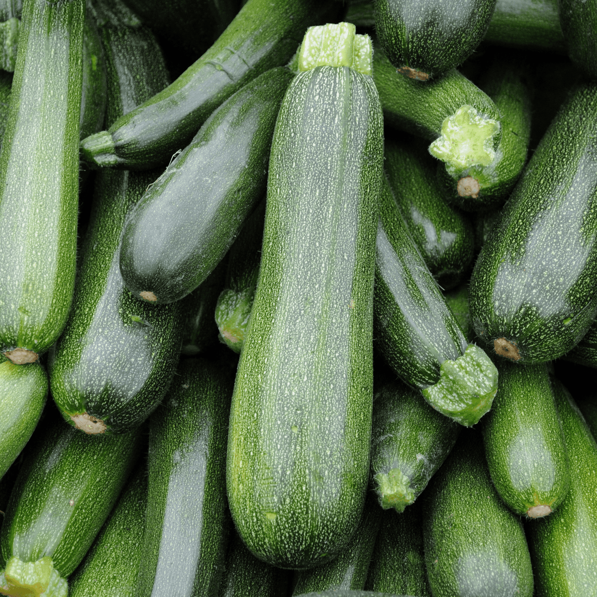 Zucchini-Black Beauty - Hasty Roots